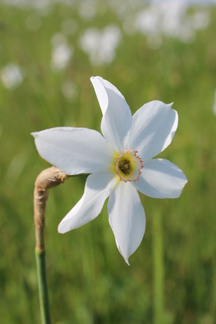 Narcisi in fiore